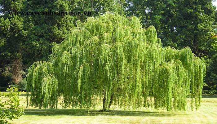 Cây liễu – Đừng tưởng liễu yếu đào tơ